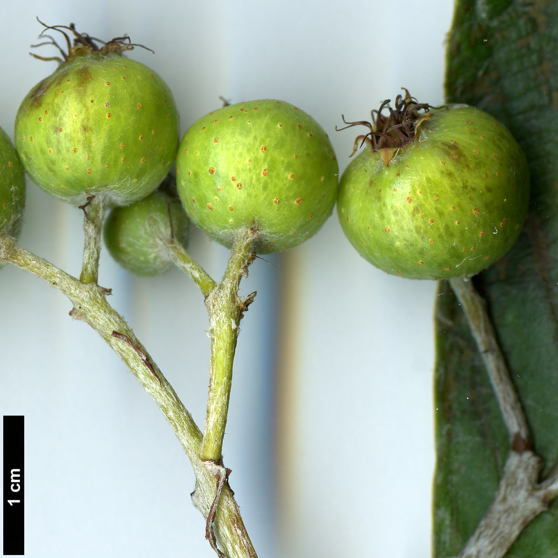 High resolution image: Family: Rosaceae - Genus: Sorbus - Taxon: hedlundii